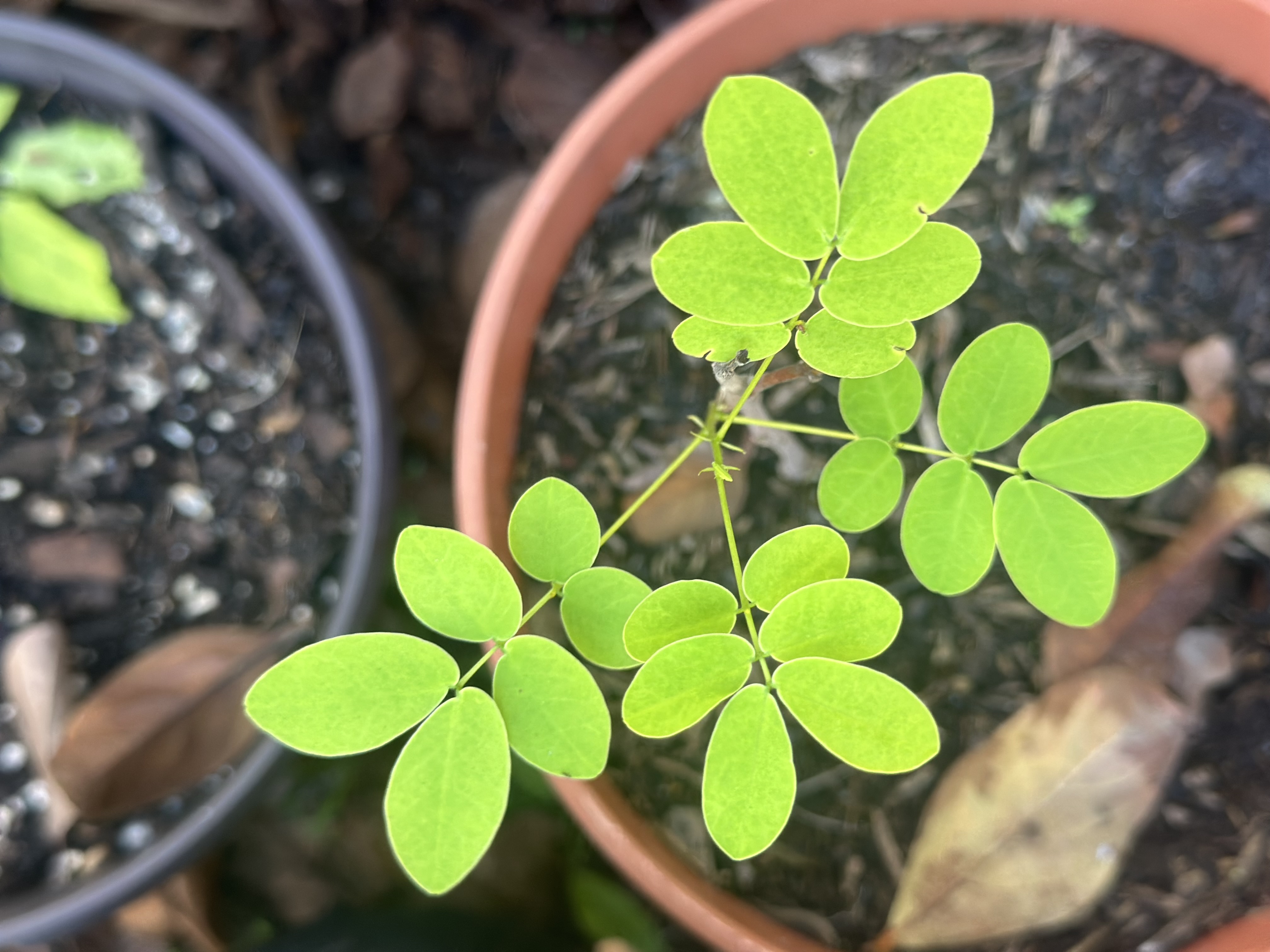 Baby Yellow Cassia seedling plant in Edgewater Florida