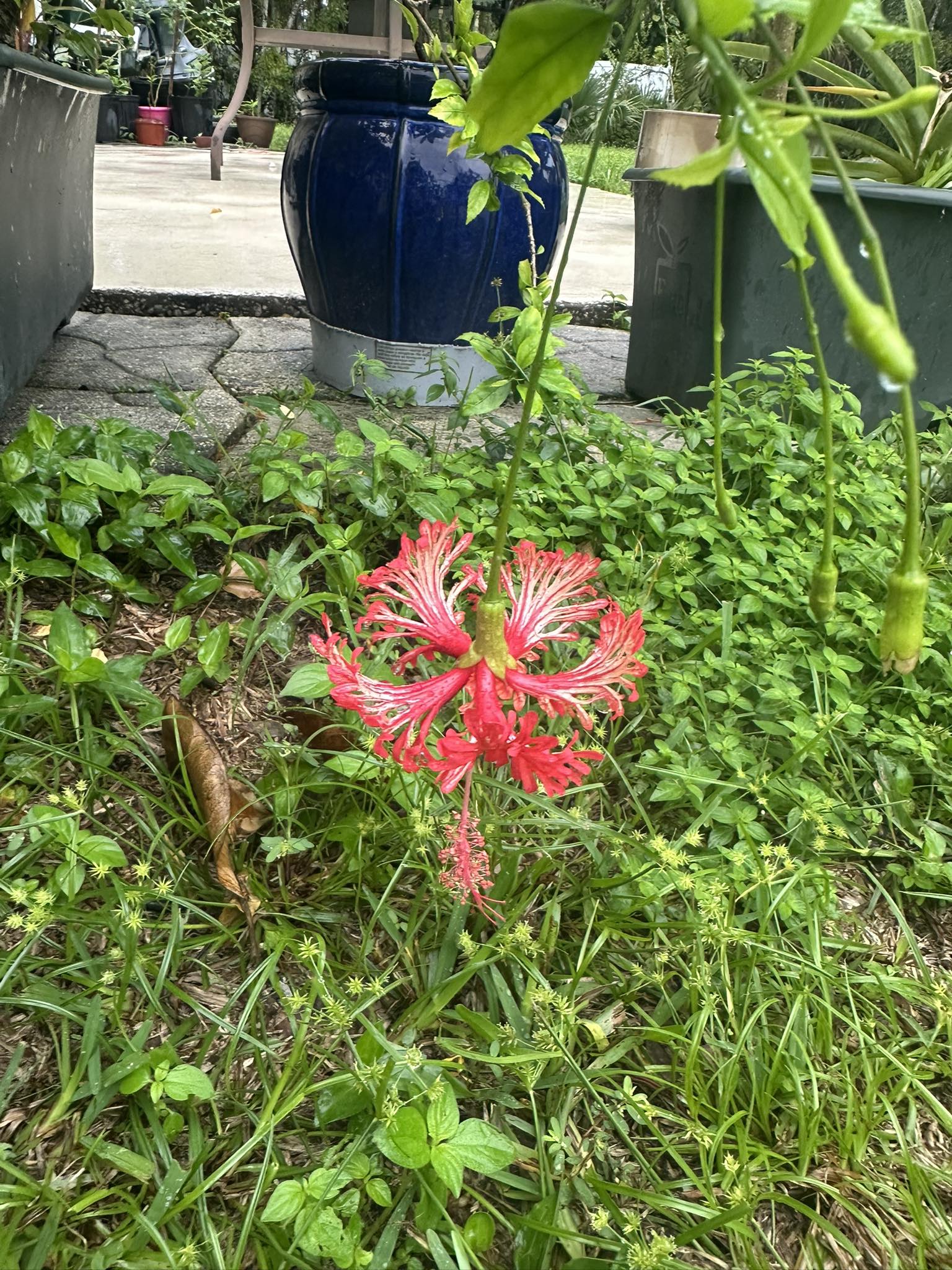 Spider hibiscus plant in Edgewater Florida